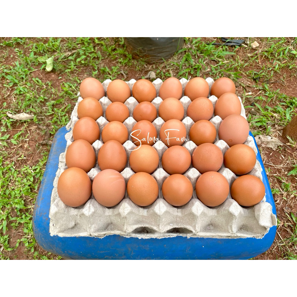 

Telur Ayam Fresh Premium