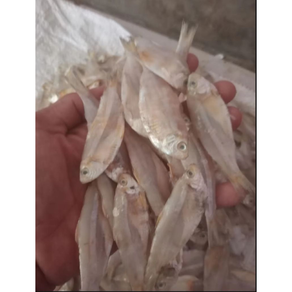 

ikan asin kalapan murah bisa cod 1kg