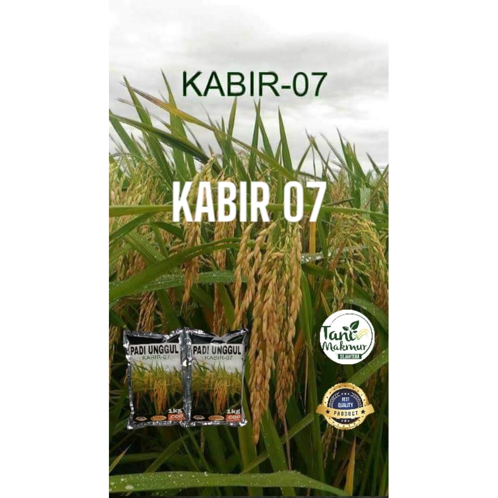 Benih padi kabir 07 kemasan 1kg original