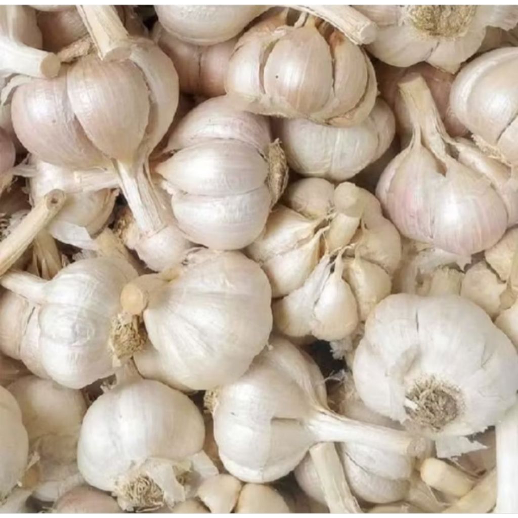 

Bawang putih