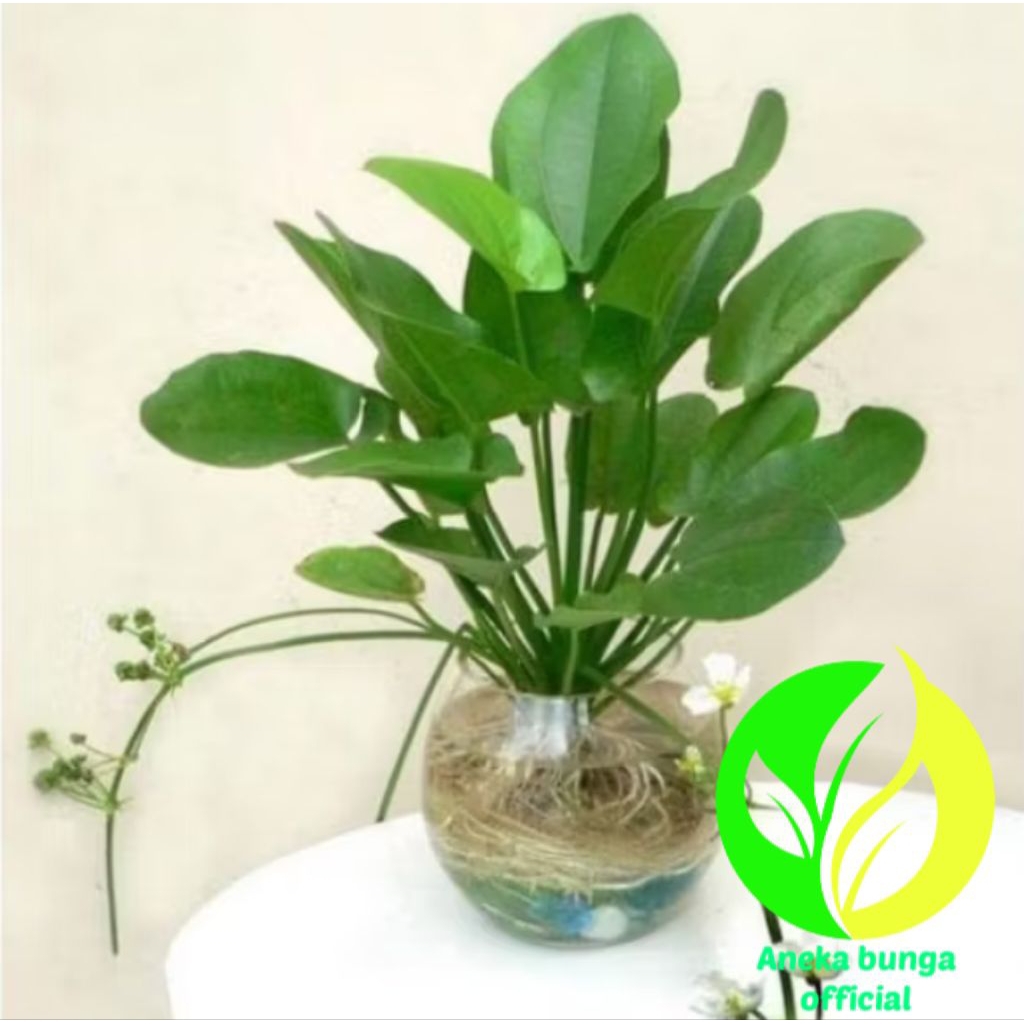POHON MELATI AIR  / TANAMAN MELATI AIR