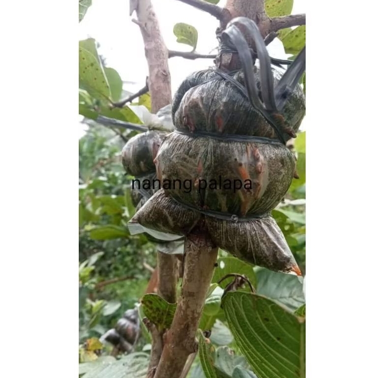 

Cangkok jambu kristal merah fresh,CANGKOK FRESH JAMBU KRISTAL MERAH JEMBER FRESH