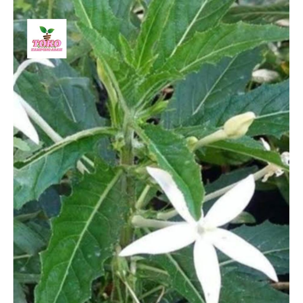 

daun kitolod segar fresh500grm