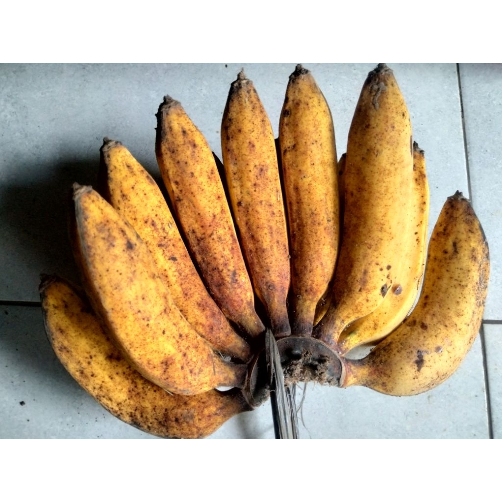 

Pisang raja ijo 1 sisir/ epek