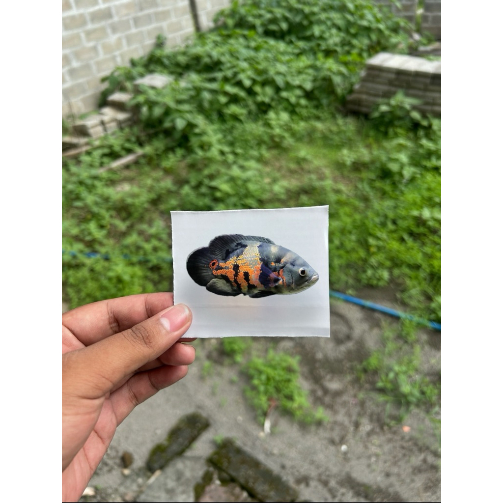 

stiker IKAN OSCAR BATIK