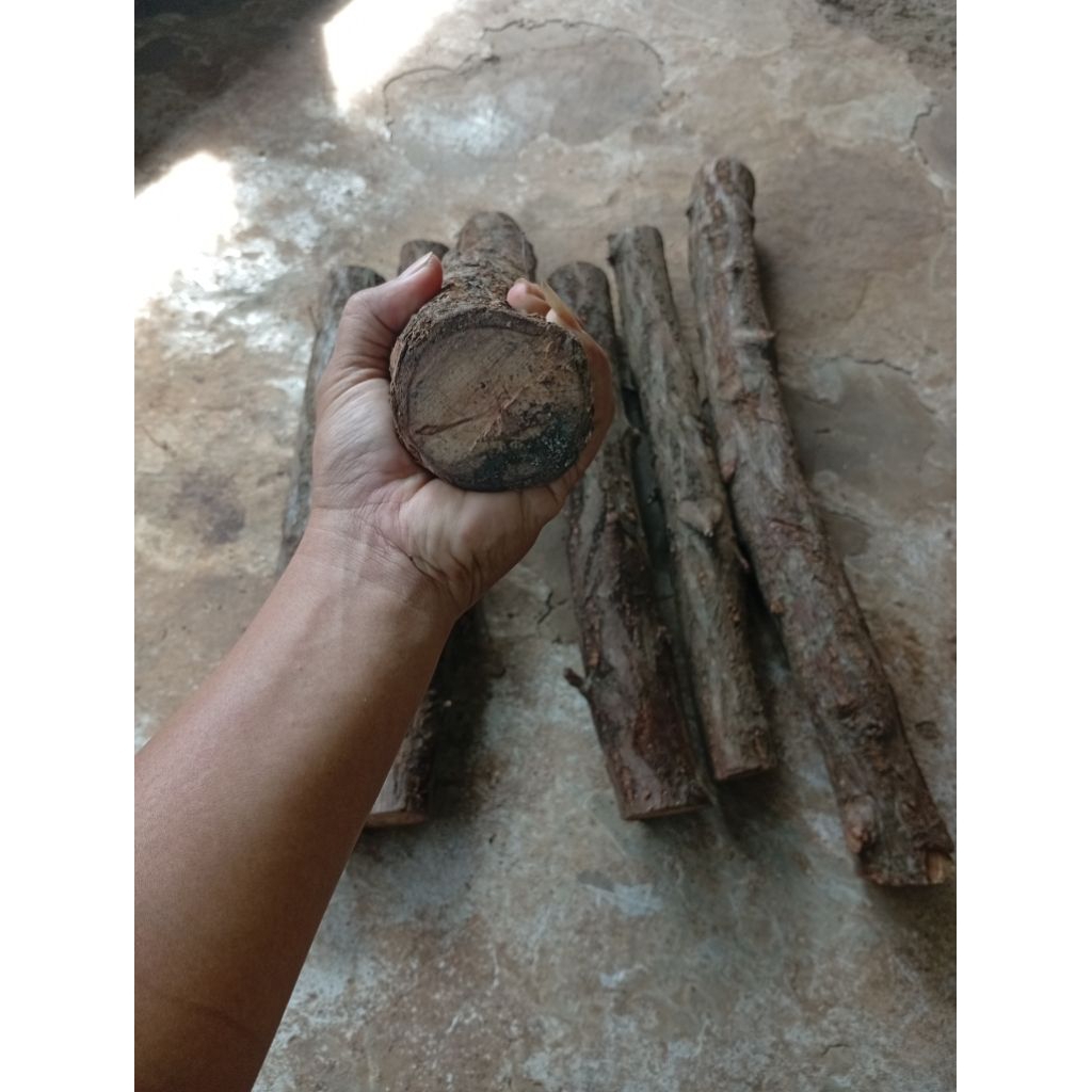 kayu dewandaru besar2