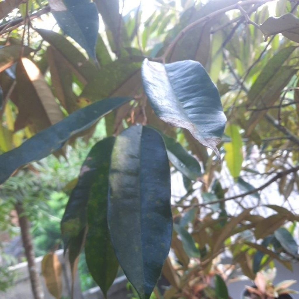 

DAUN DURIAN SEGAR 50Lembar