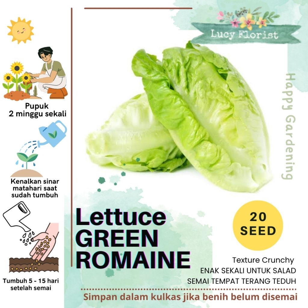 

SELADA GREEN ROMAINE / LETTUCE