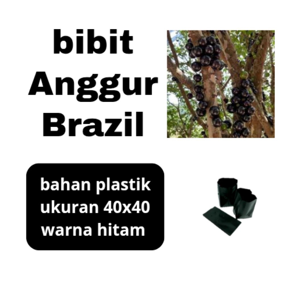 

Bibit anggur preko (brazil) berkualitas