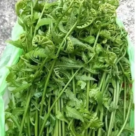 

Pakis sayur segar siap kirim sluruh Indonesia jual bibit juga