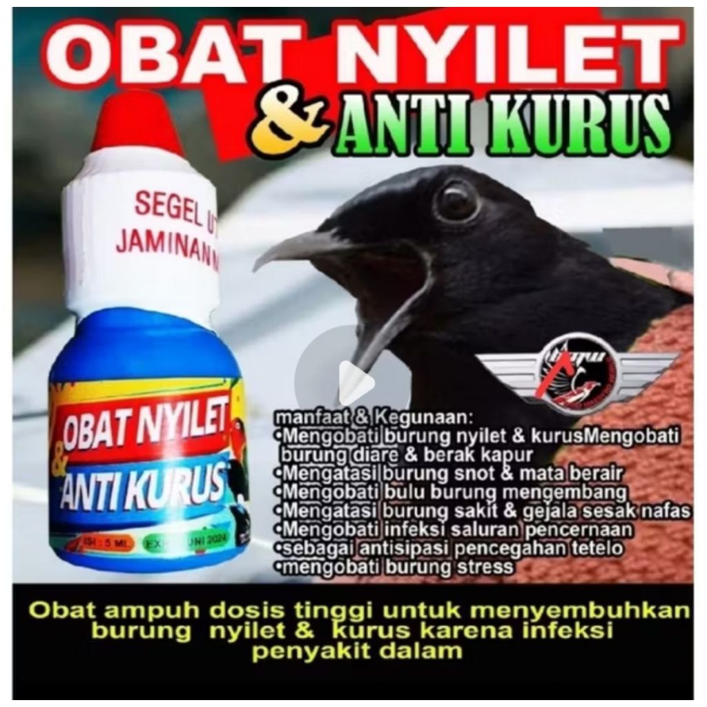 OBAT NYILET DAN ANTI KURUS VITAMIN BURUNG MURAI KACER MENGATASI NYILET BMW