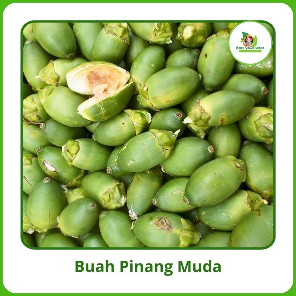 

Buah Pinang Muda segar / jambe Muda [1 kg] Mursh COD