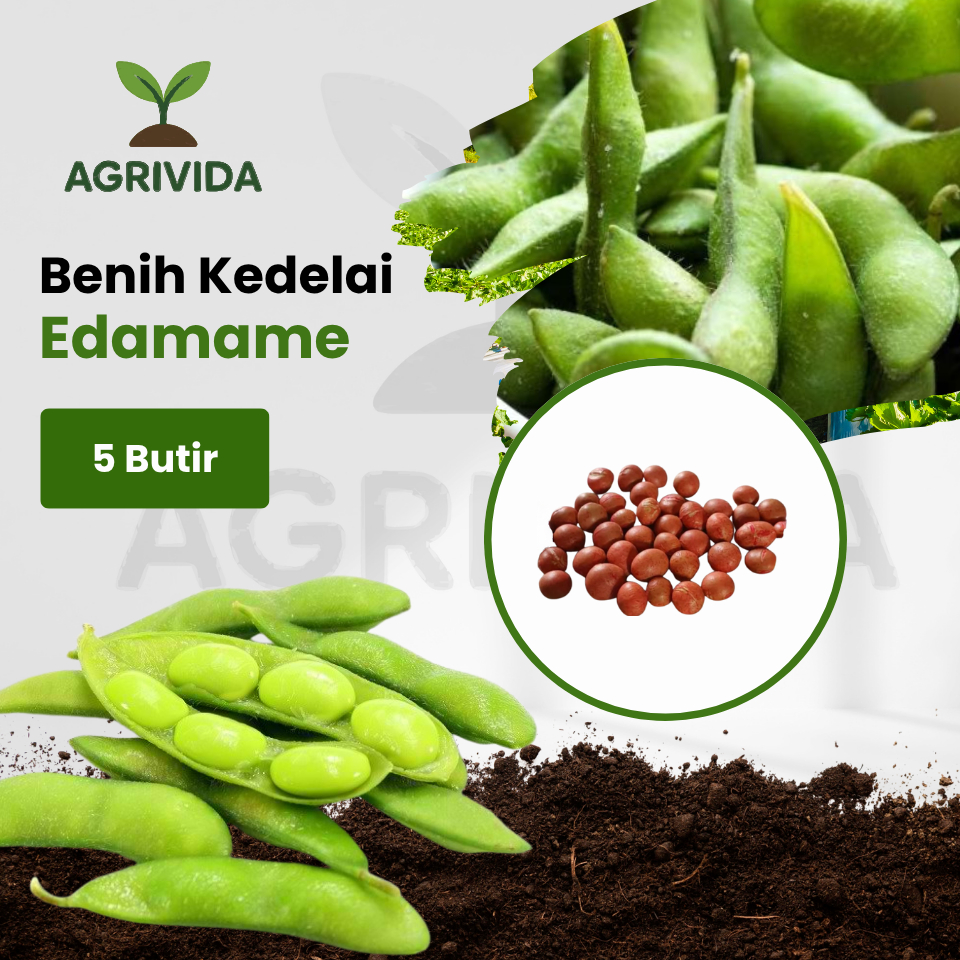 Benih Kedelai Edamame isi 5 Butir Benih kacang kedelai pilihan