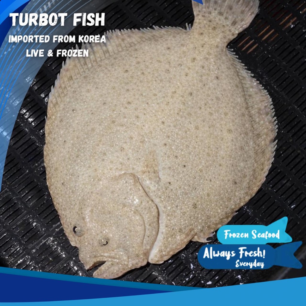 

IKAN TURBOT IMPORT KOREA FROZEN PREMIUM QUALITY / IKAN SEBELAH HARGA MURAH PER PCS / EKOR UKURAN 800 GR - 1.3 KG