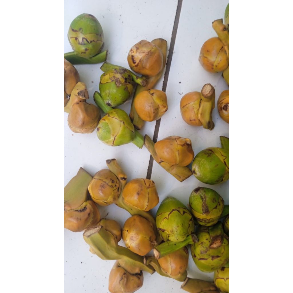 

buruluk beluluk kelapa baby 50 buah