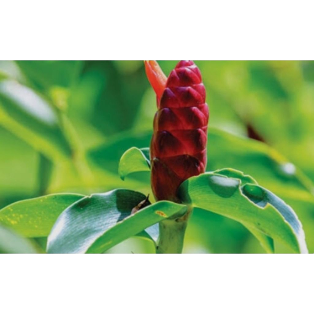 

daun pacing segar per 200 gram