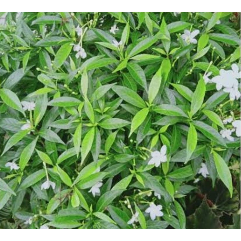 

Daun melati Korea segar 400 lembar petik langsung