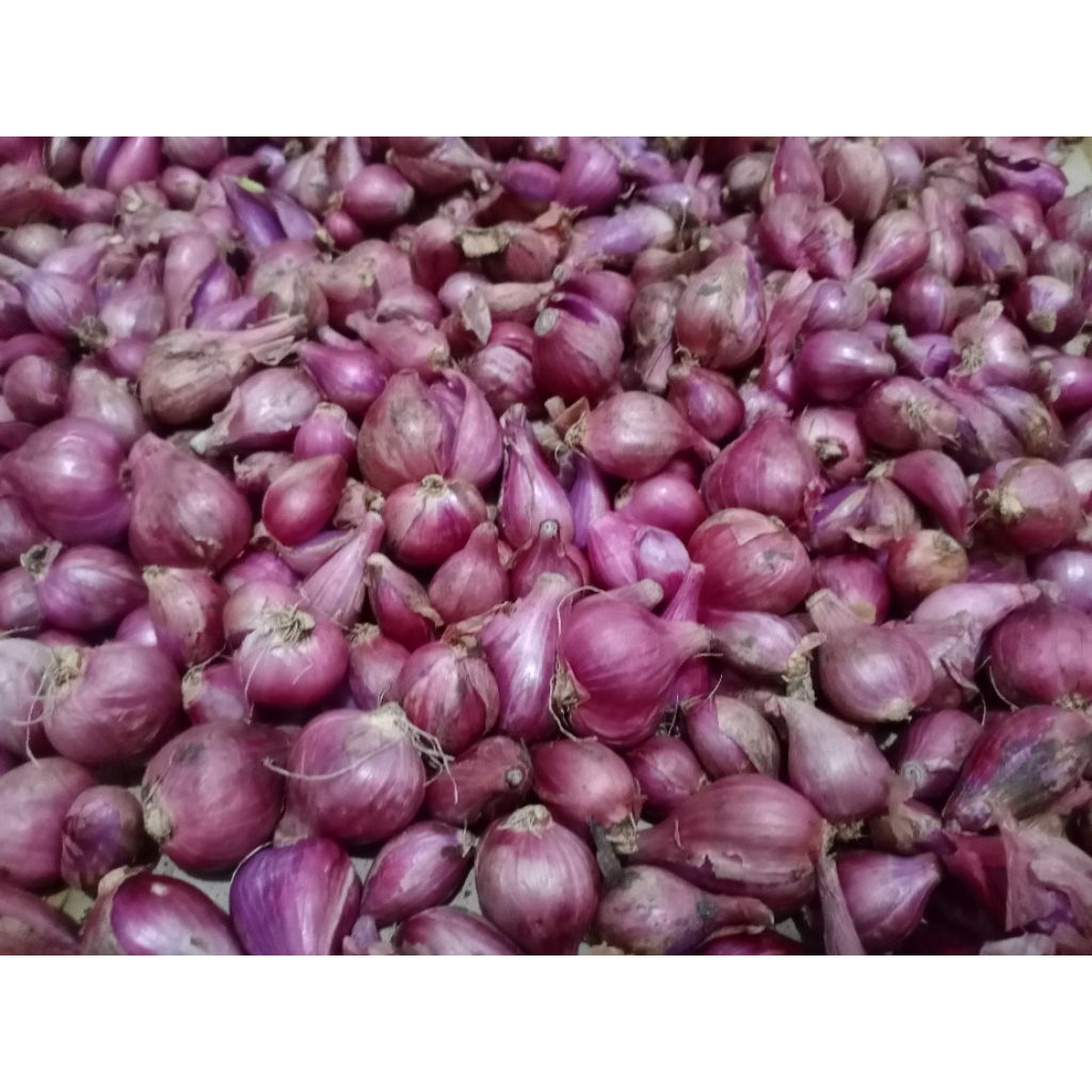 

bawangmerah-brebes