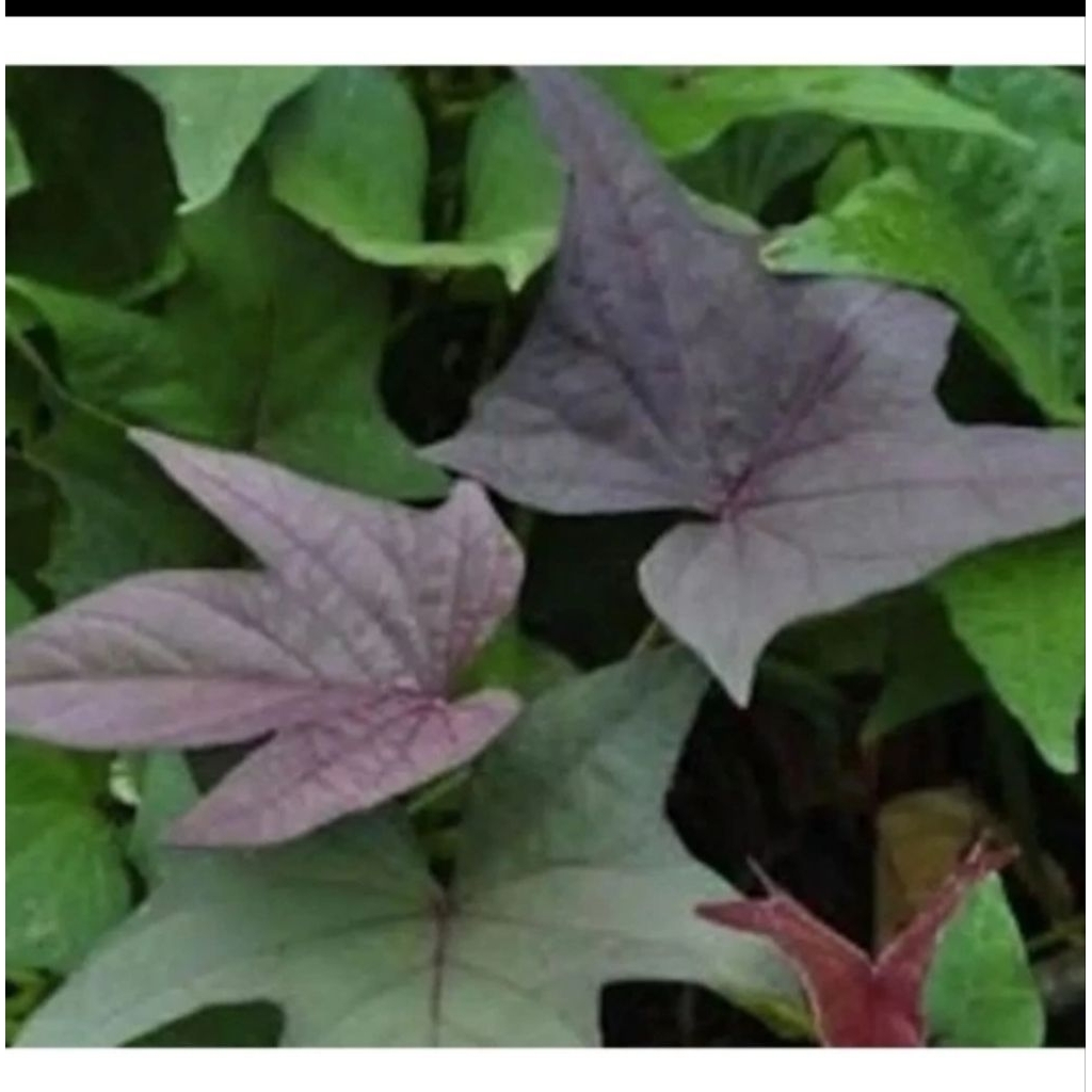 

Daun Umbi Jalar Atow Ubi unggu 100 gram