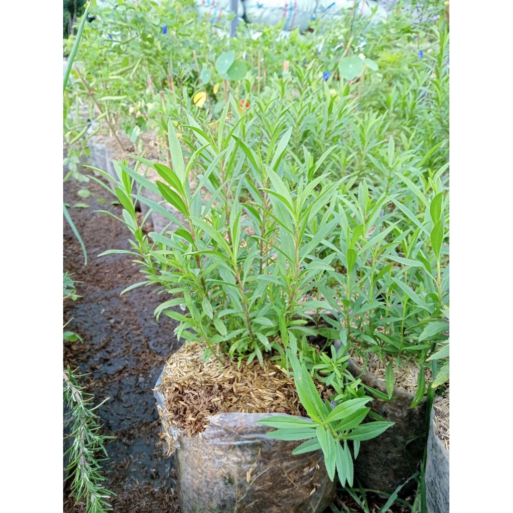 Tanaman herbal rempah daun tarragon- artemisia dracunculus