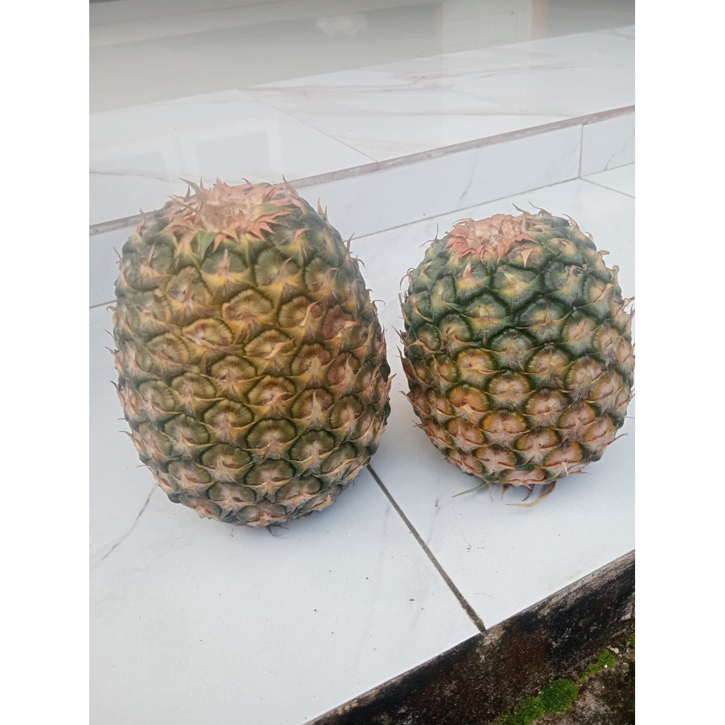 

nanas manis segar fres