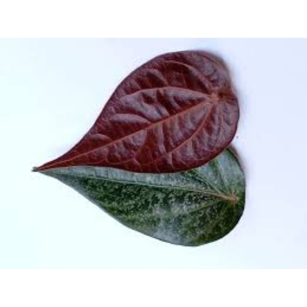 

Daun Sirih Merah 1 pack (10 pcs) herbal,jamu,tradisional