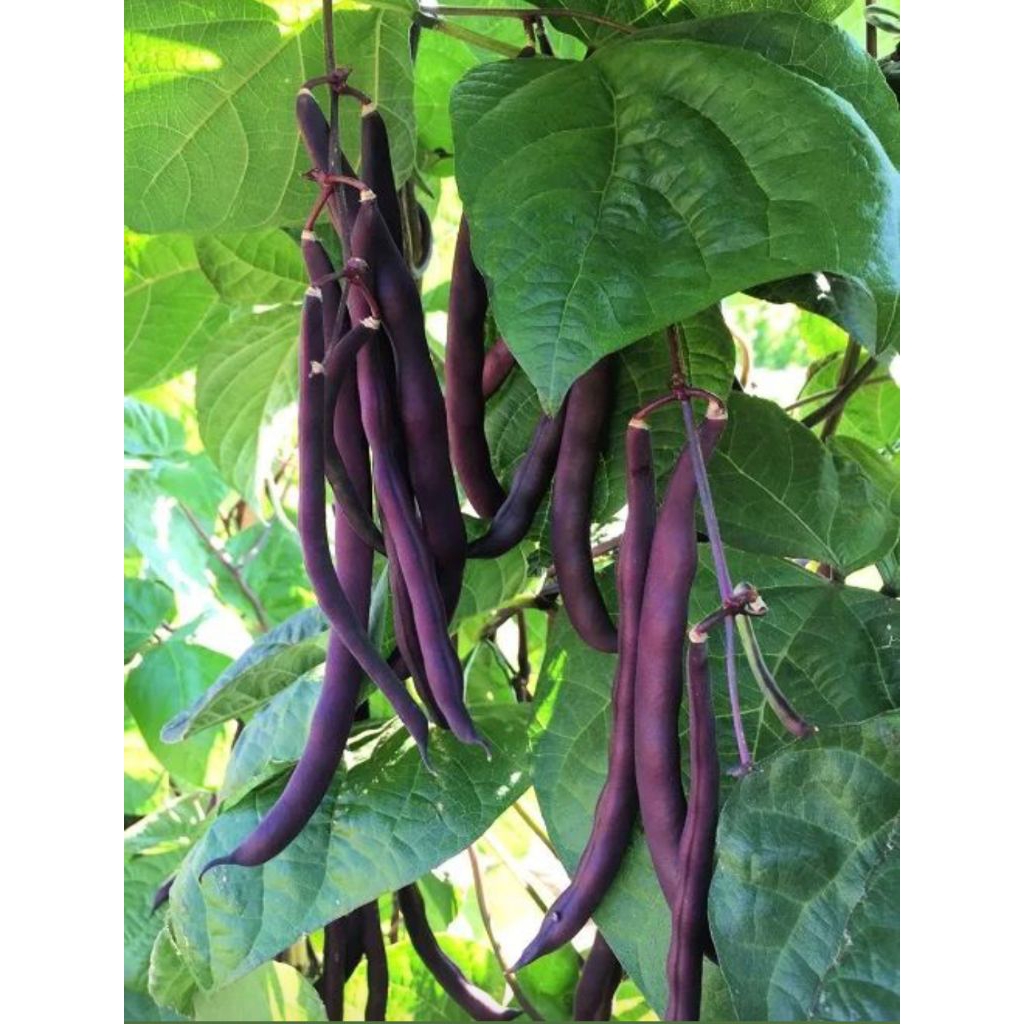 3 Biji Benih Buncis Ungu