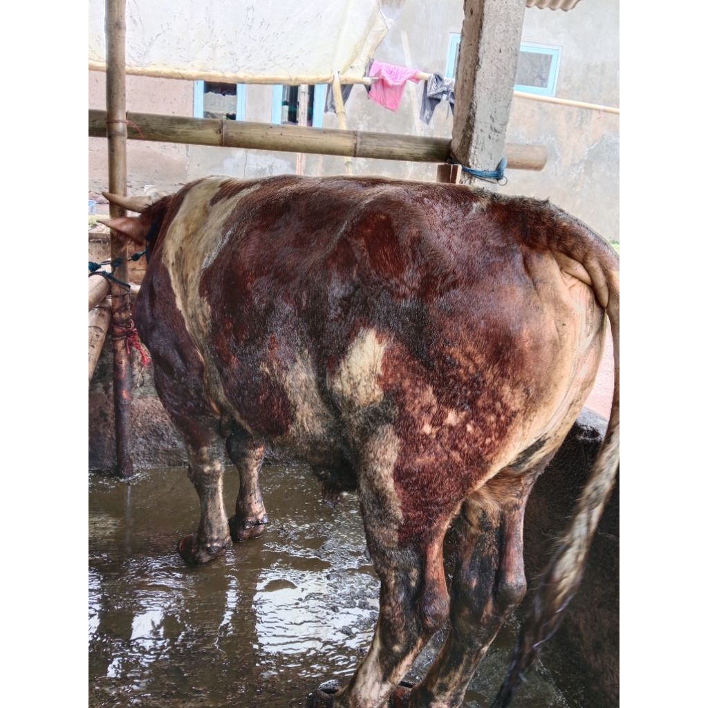 

sapi & domba akikah 300-400kg