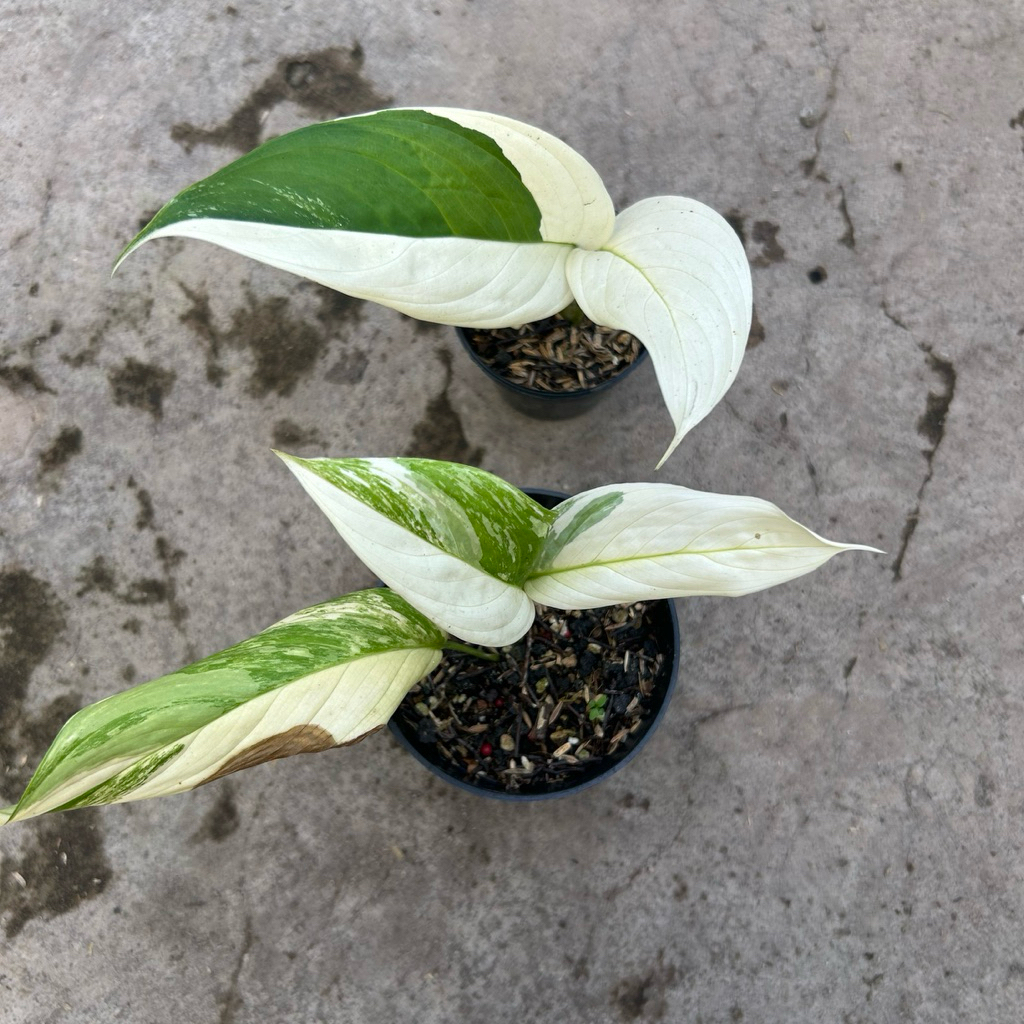 Scindapsus Perakensis Variegata Marble Real Pict