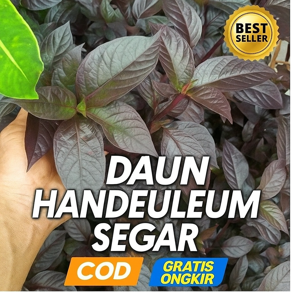 

Daun Ungu / Daun Handeuleum Segar Siap Olah 250 GRAM | COD