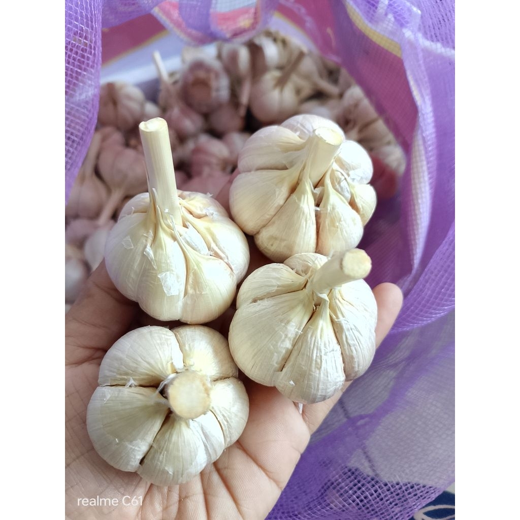 

Bawang Putih Kating Bersih