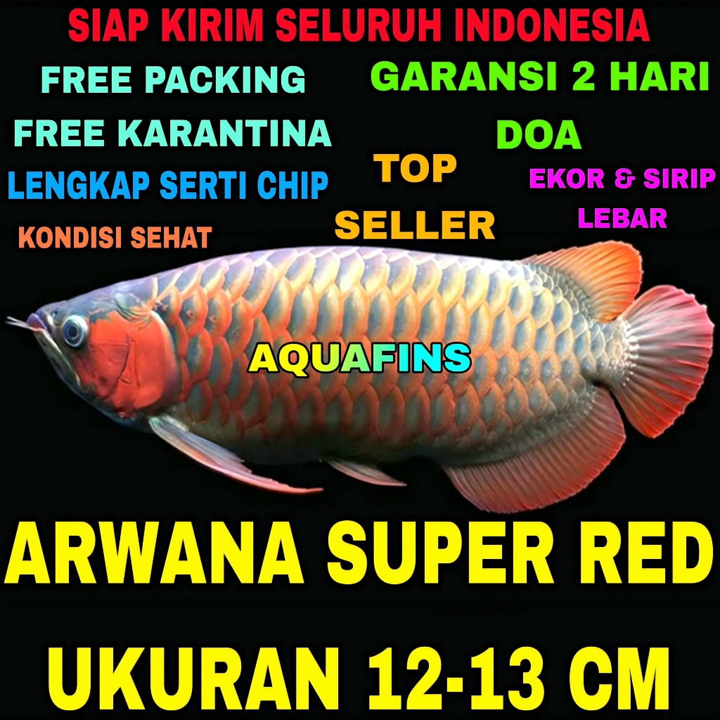 HIASAN ARWANA SUPER RED DRAGON SCLEROPAGES FORMOSUS UKURAN 12-13 CM