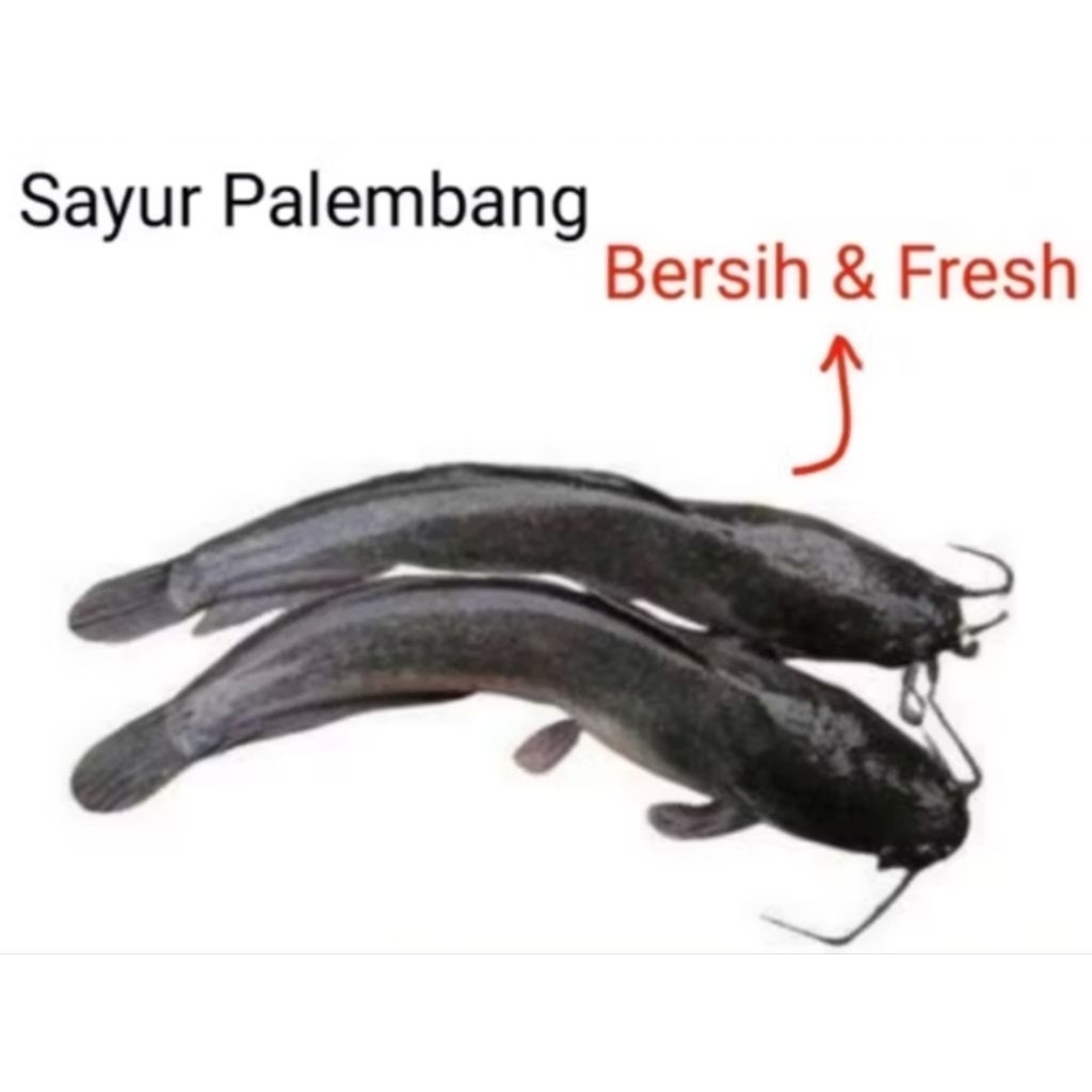 

IKAN LELE - Palembang