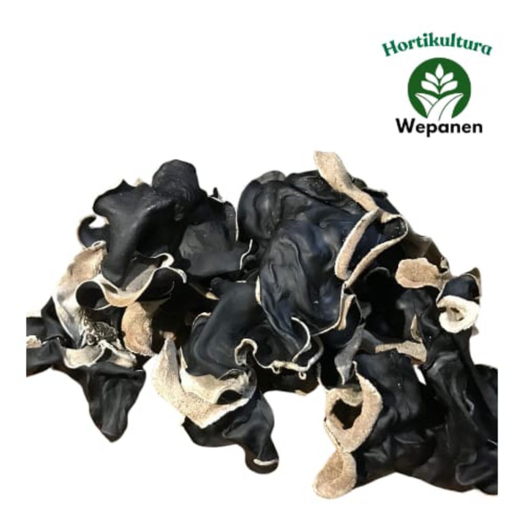 

Jamur Kuping Kering 100gr