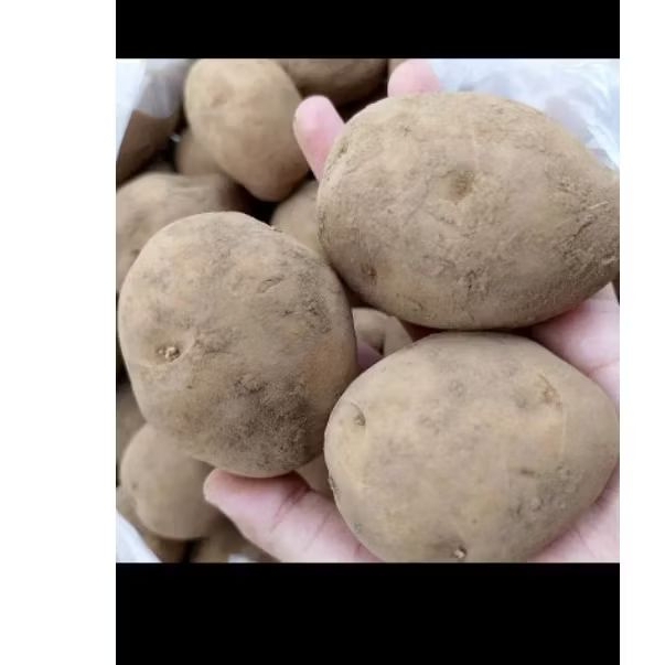 

KENTANG FRESS 500g