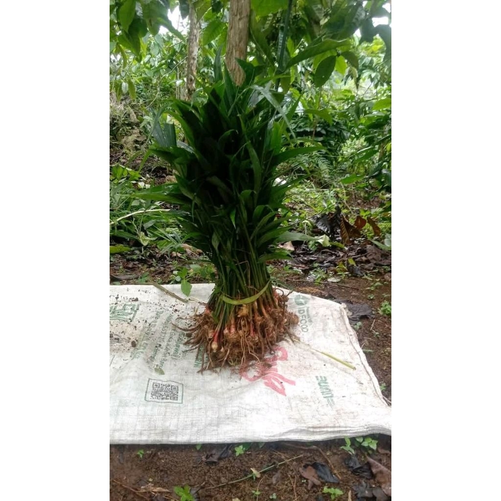 bibit jahe siap tanam