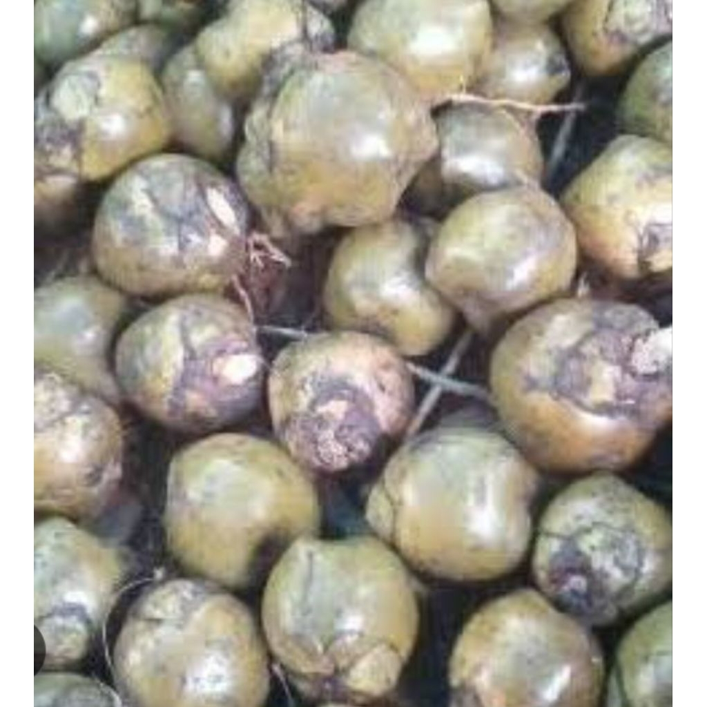 

Jual kulang kaling/ atau caruluk segar kuwalitas bagus 500 g