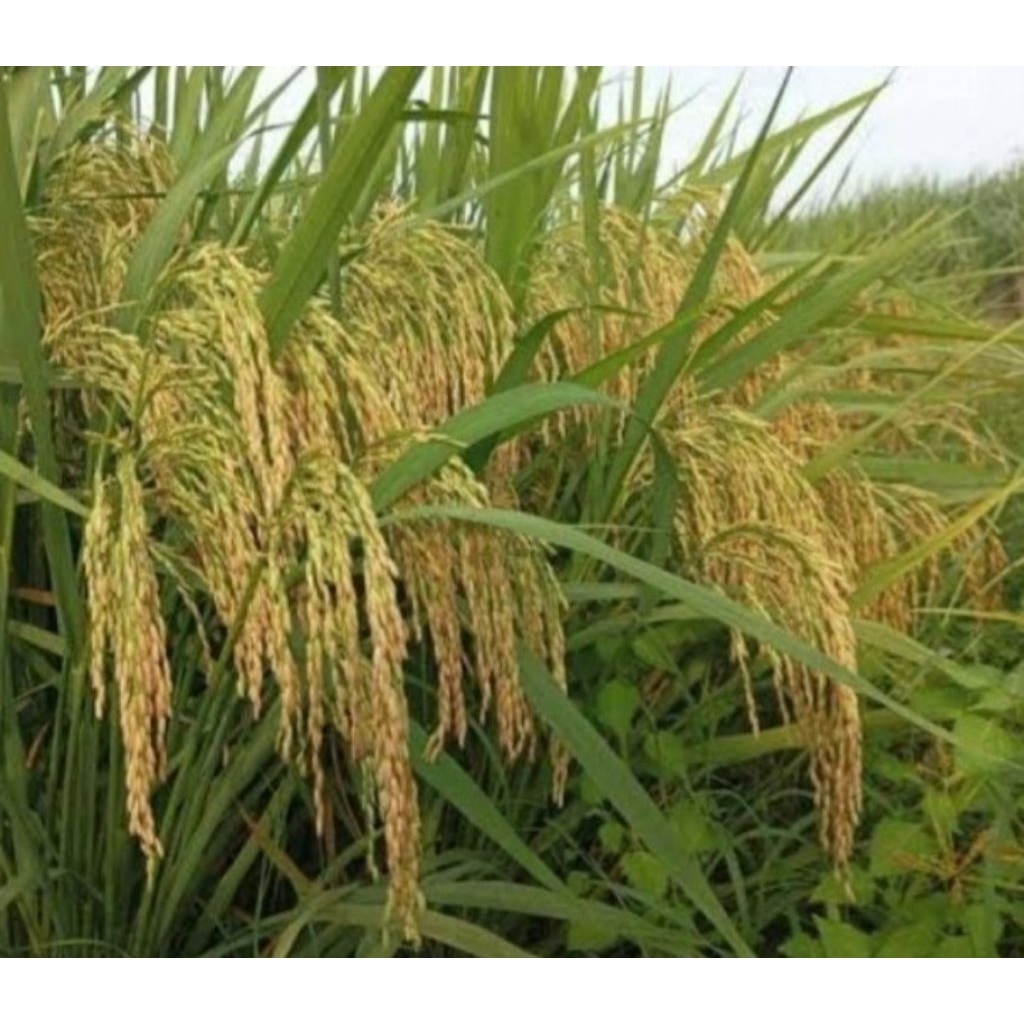 Benih padi PMJ 01 (5kg)