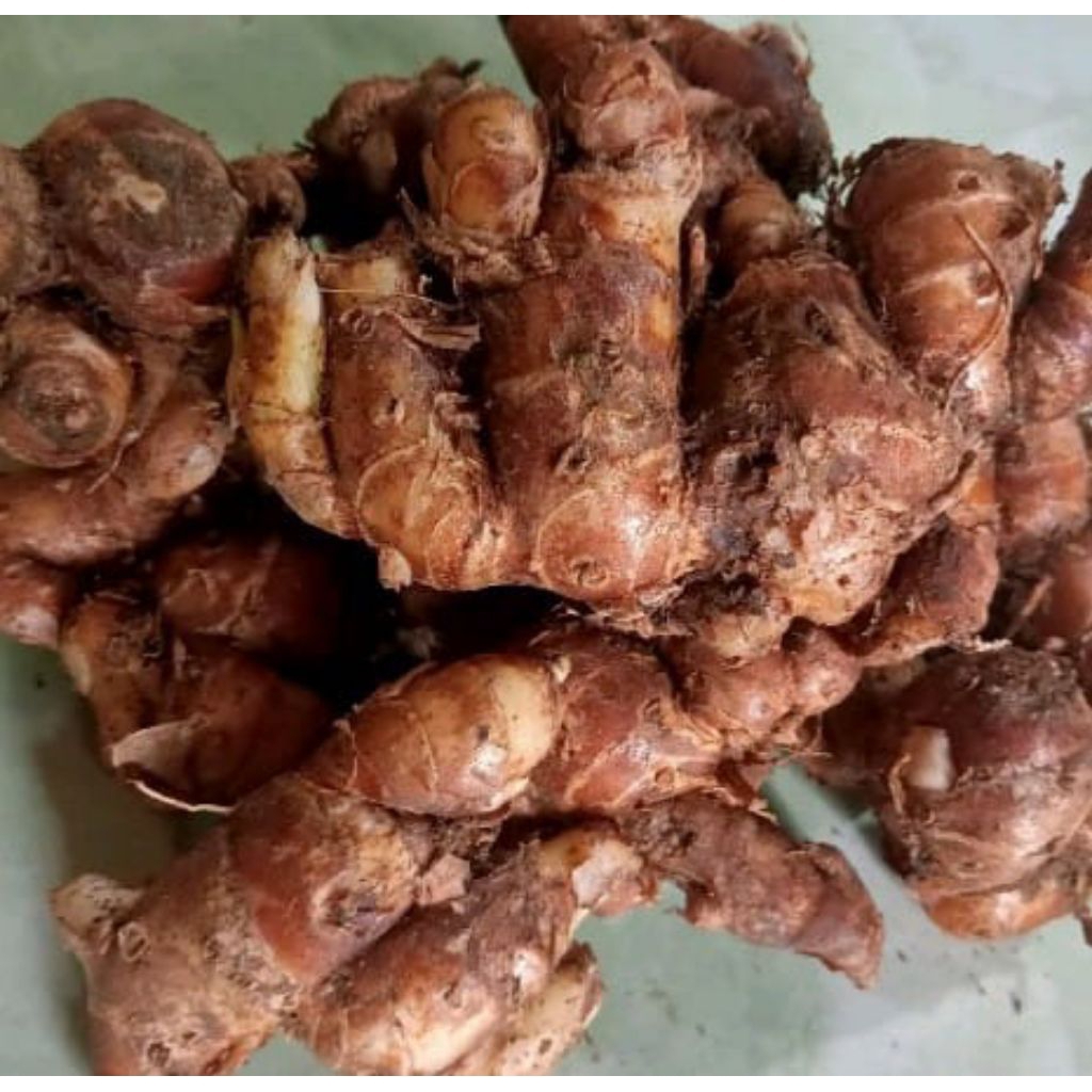 

Kencur segar 1kg kencur bumbu seblak