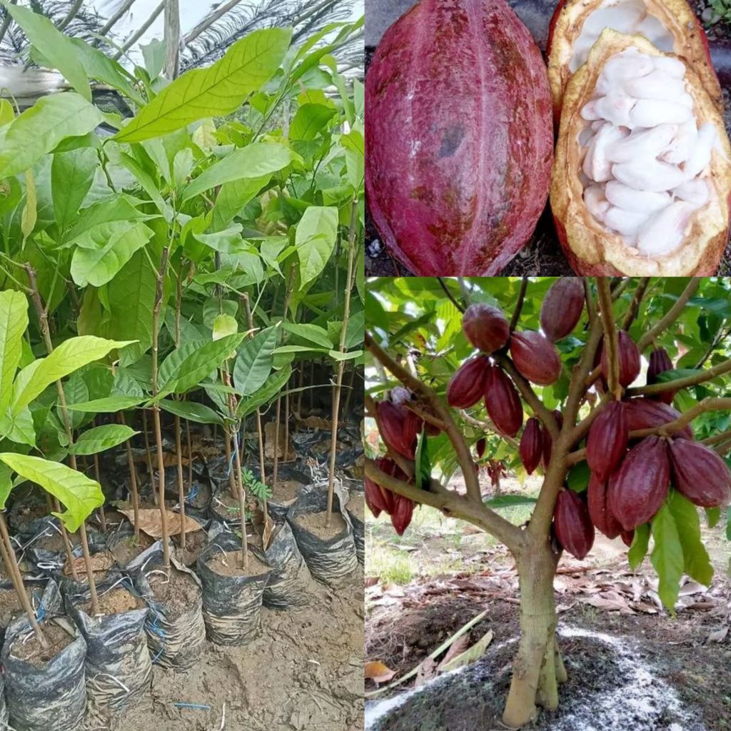 Bibit Kopi Coklat Sulawesi MCC 02