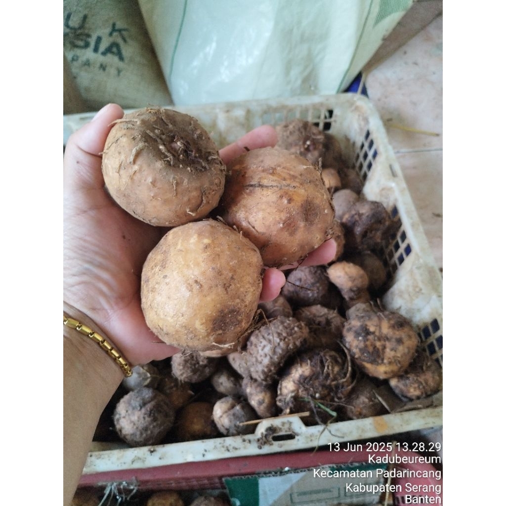 

bibit Porang umbi 1kg isi 10 biji