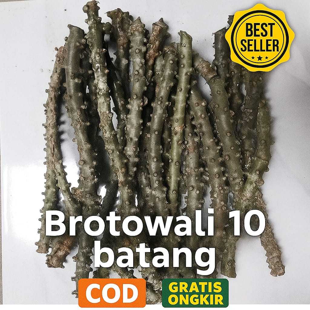 

BROTOWALI SEGAR PER 10 BATANG BATRAWALI ASLI PAHIT SEGAR UNTUK SAPIH ANAK COD