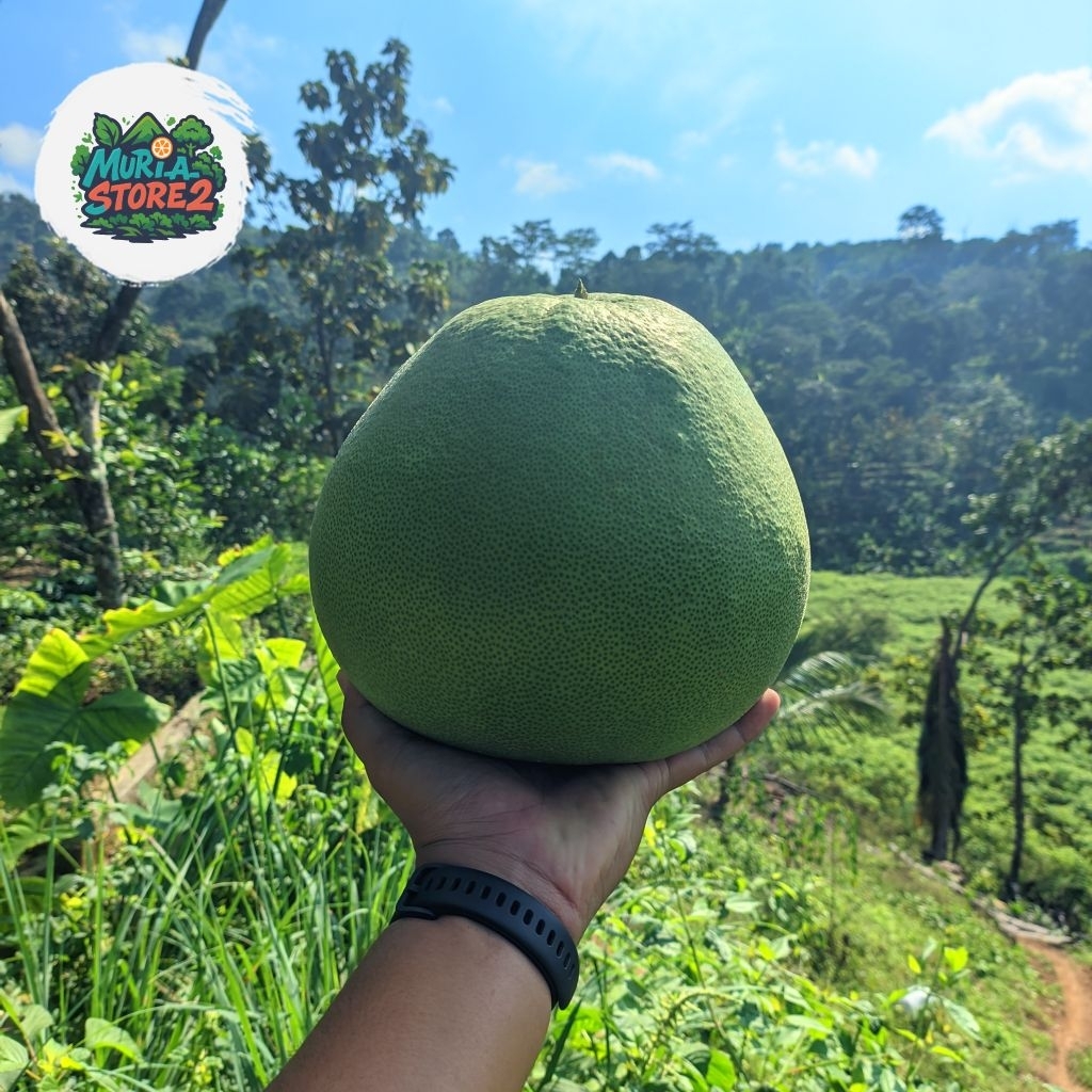 

Jeruk Pamelo madu muria JUMBO manis tanpa biji berat 2kg -2,4kg