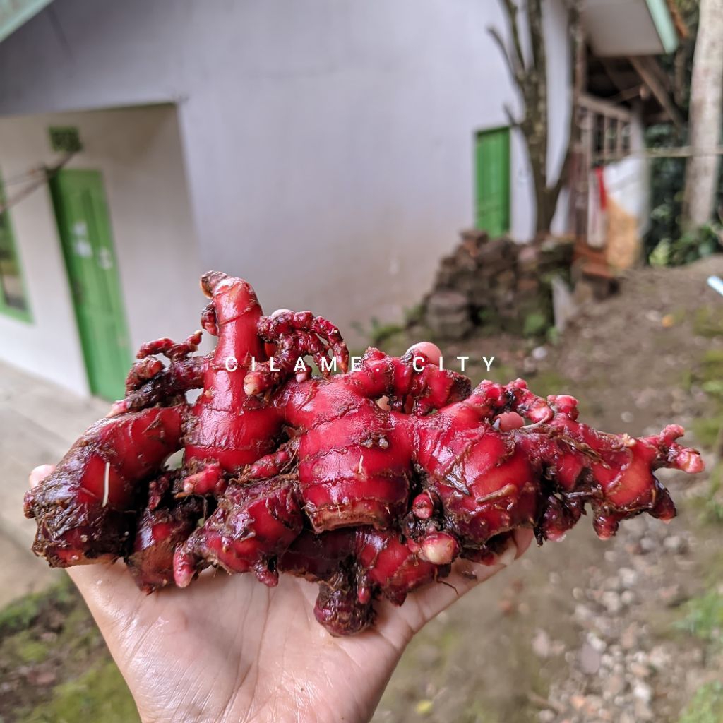 

jahe merah ( red ginger ) rempah-rempah 1kg bersih