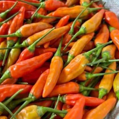 

250 gram cabe rawit merah fress petik langsung dari petani