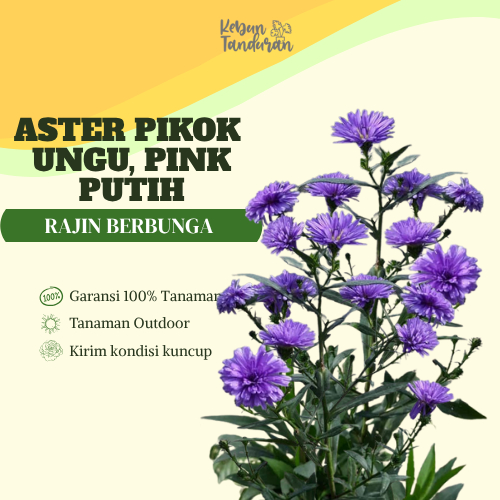 Bibit Aster Pikok Ungu Putih Pink Cantik | Tanaman Hias Bunga Aster Mini Siap Tanam Outdoor