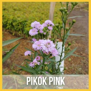 Teh_Teh Maniez Bibit Aster Pikok Ungu Putih Pink Cantik Tanaman Hias Bunga Aster Mini Siap Tanam