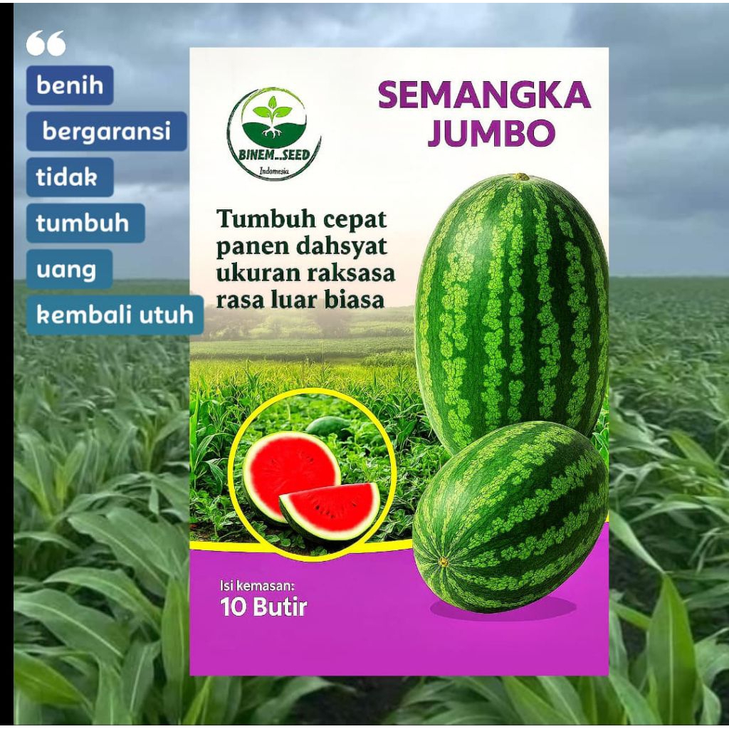 bibit semangka jumbo