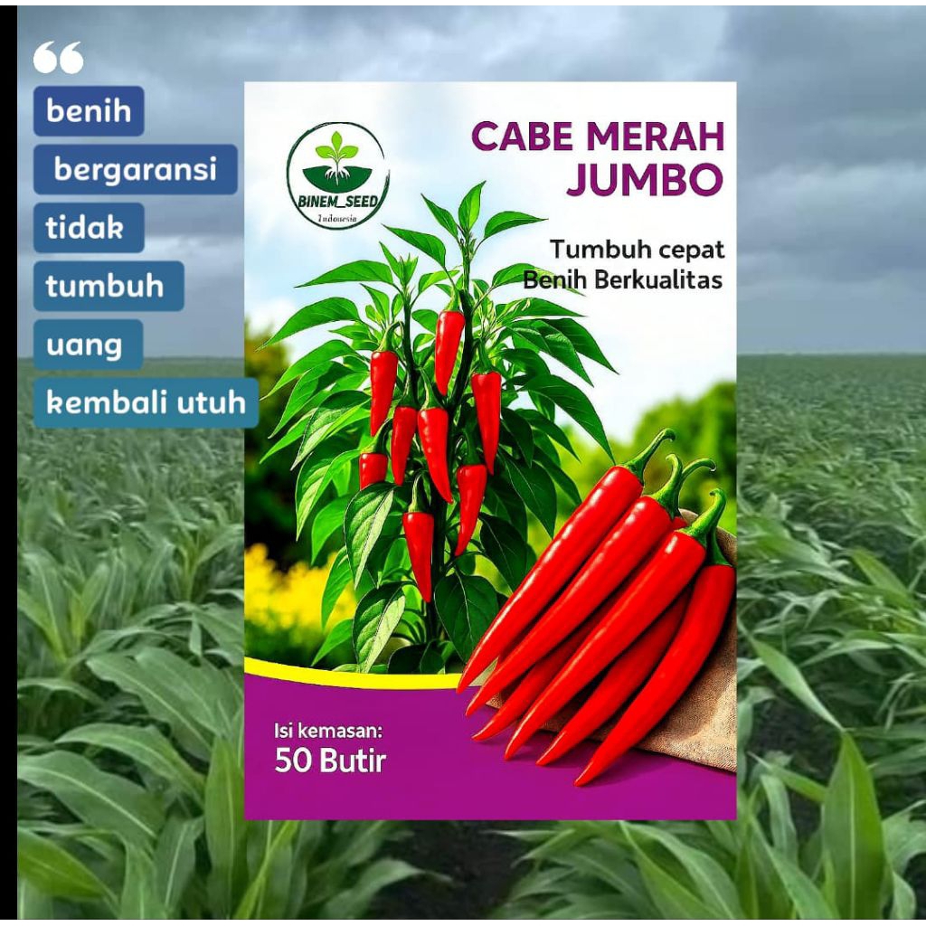 BENIH CABAI MERAH JUMBO