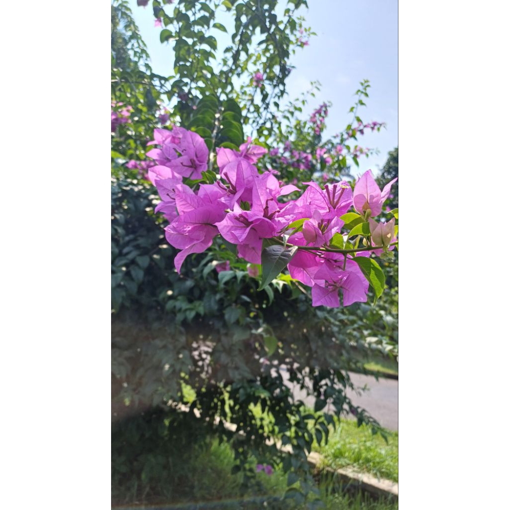 tanaman Bougenville ungu